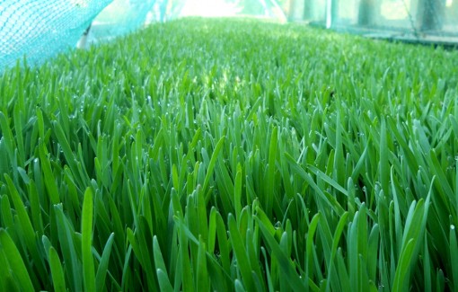 wheatgrass